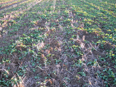 Rape seeded with Subsoiler and press rings 5-9-2010