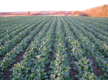 Rape plant from field sown with Split-Level Subsoiler Multi Tooth Tiller Roll 5-9-2010