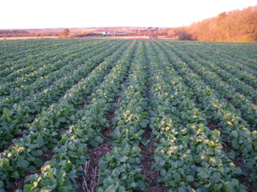 Rape plant from field sown with Split-Level Subsoiler Multi Tooth Tiller Roll 5-9-2010