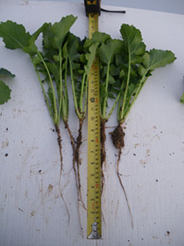 Rape plant from field sown with Split-Level Subsoiler Multi Tooth Tiller Roll 5-9-2010