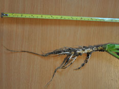A typical example of Chilton Home Farm's rape tap root growth