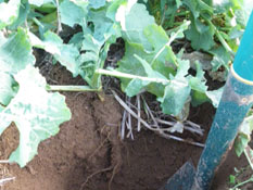Duncan Siddans shows long rape tap roots. Drilled with the Bristow's split-level subsoiler Tiller Roll Combination
