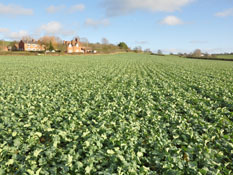 Oilseed rape at Chilton Home Farm's