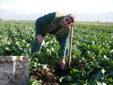 Lou & Jim_Thorpe rape fields drilled with the Bristow's split-level subsoiler Tiller Roll Combination