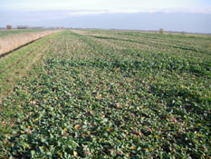 Neighbouring fields planted before Jim & Lou's rape fields