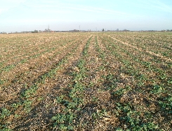 The Award winning Multi-Tooth Tiller Roll